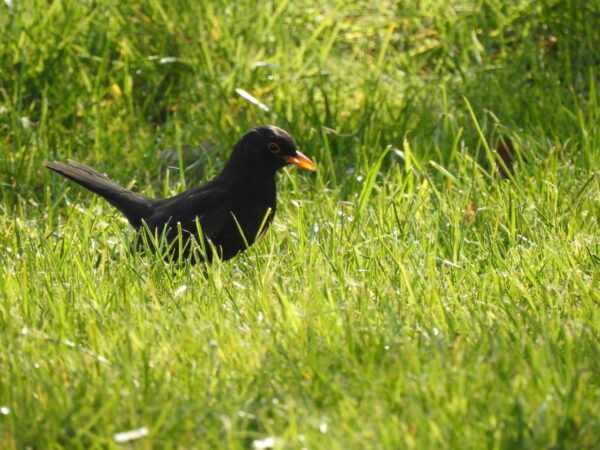 Amsel männlich im Gras bleibt im Winter in Deutschland