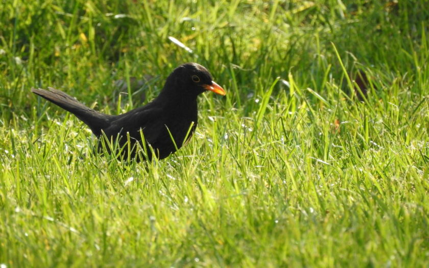 Amsel männlich im Gras