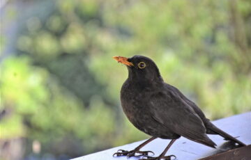 Amsel (Turdus merula) Drosseln bestimmen