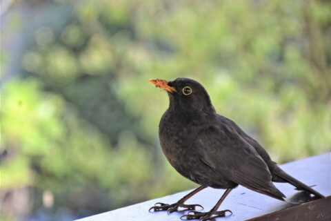 Amsel (Turdus merula) Drosseln bestimmen