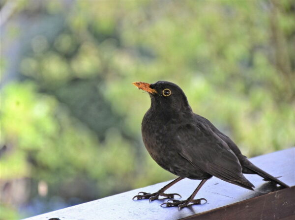 Amsel (Turdus merula) Drosseln bestimmen