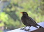 Amsel (Turdus merula) Drosseln bestimmen