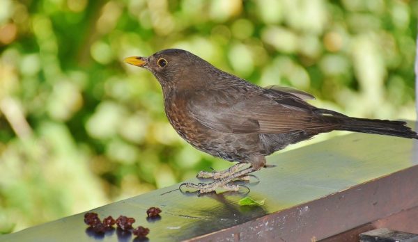 Amsel weiblich