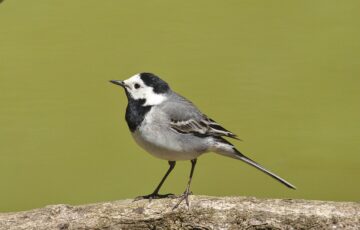 Bachstelze - Motacilla alba