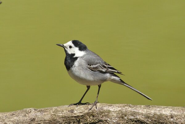 Bachstelze - Motacilla alba