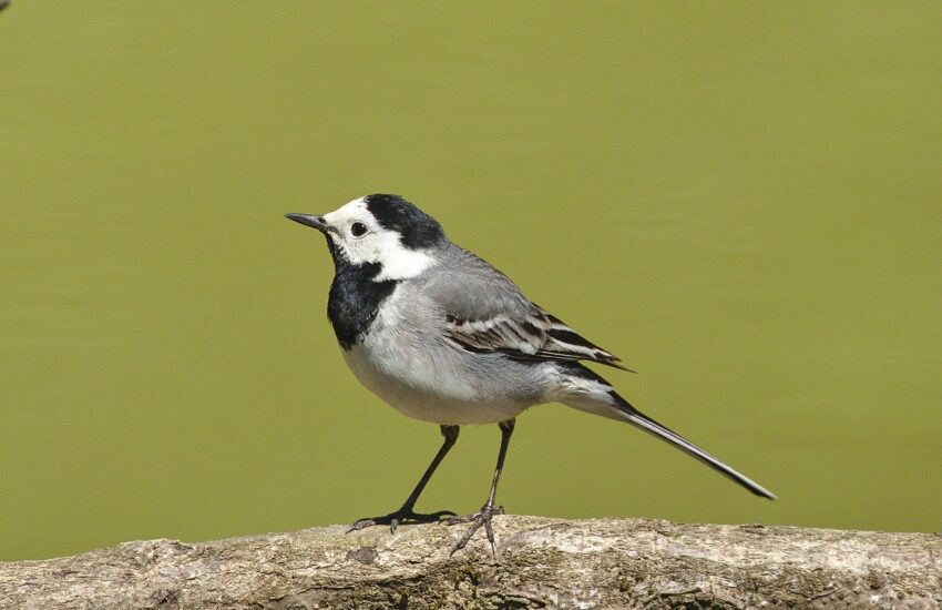 Bachstelze - Motacilla alba