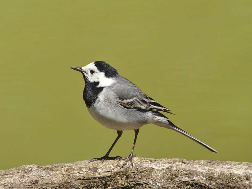 Bachstelze - Motacilla alba