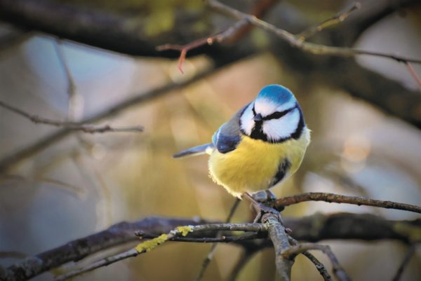 Blaumeise Blaumeise