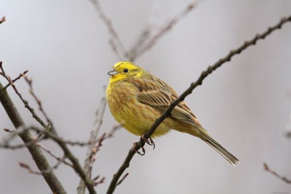 Goldammer - Emberiza citrinella