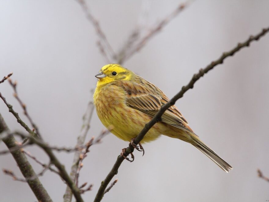 Goldammer - Emberiza citrinella