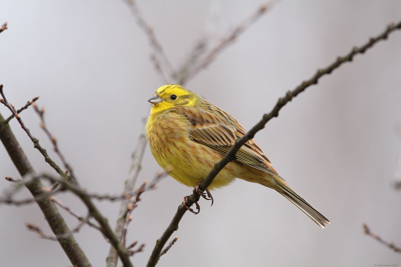 Gelber Vogel Welche Vogelarten Haben Gelbe Federn