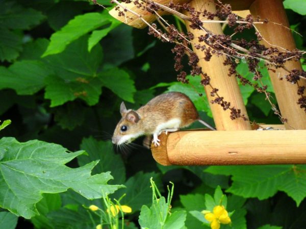 Maus im Vogelhaus