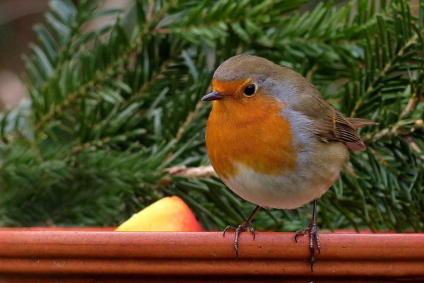 Rotkehlchen auch das Rotkehlchen bleibt im Winter hier