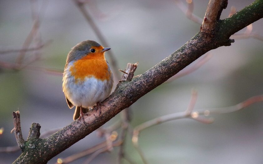 Rotkehlchen Singvogel Wildvogel mit rotem Bauch