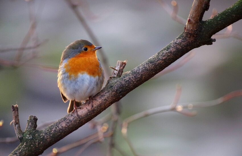 Rotkehlchen Singvogel Wildvogel mit rotem Bauch