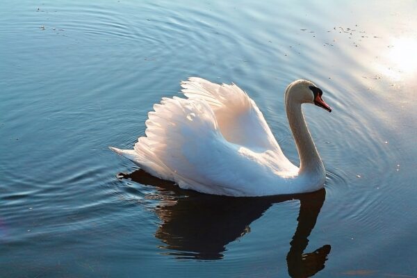 Schwäne sind Wildvögel Schwan auf dem See