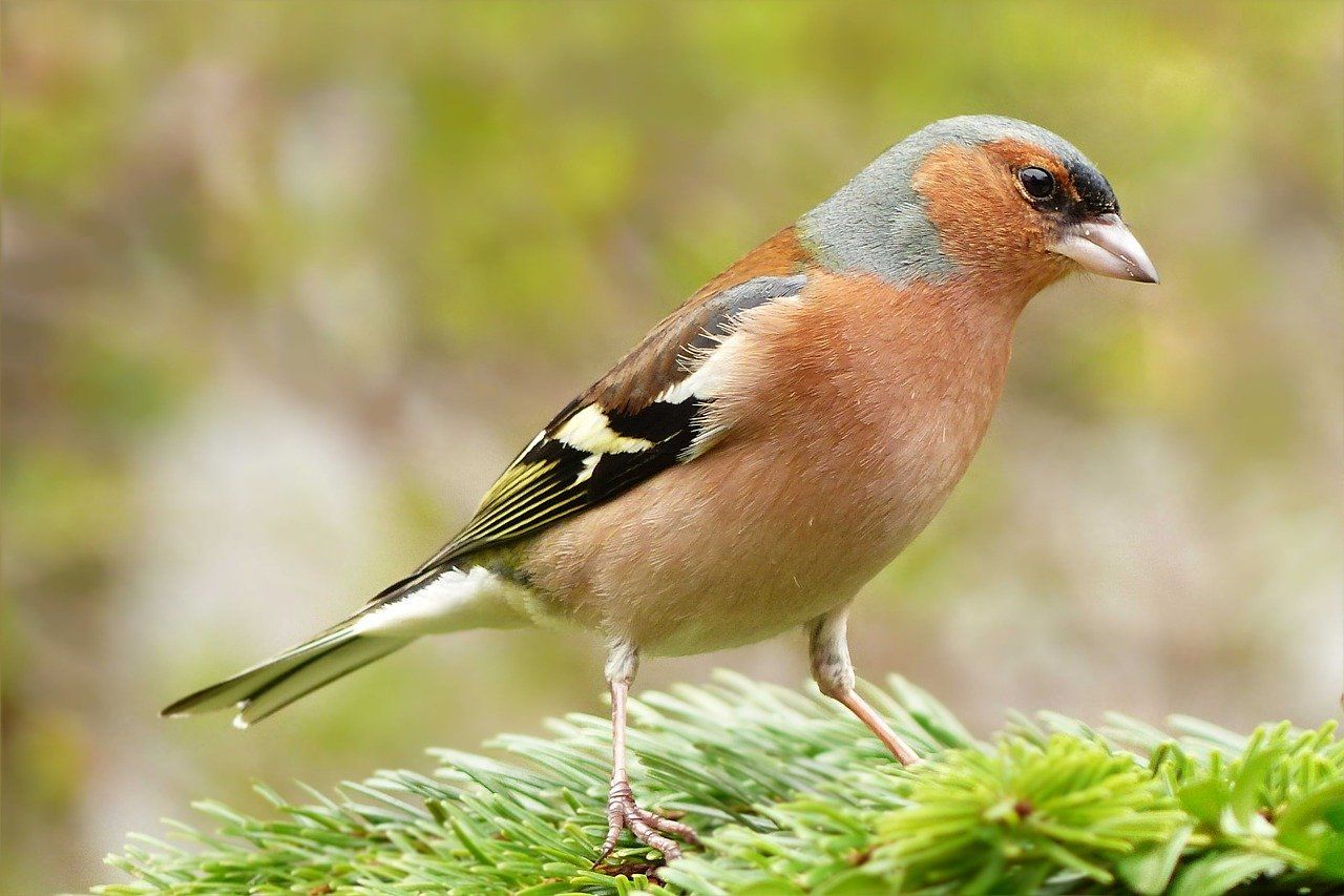 Welche Vögel bleiben im Winter bei uns? › Vögel im Garten