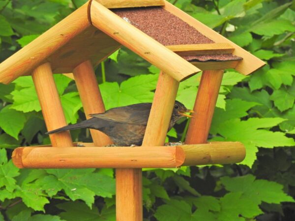 Vogelhaus mit Amsel-Weibchen