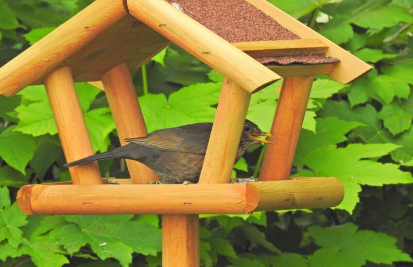 Vogelhaus mit Amsel-Weibchen