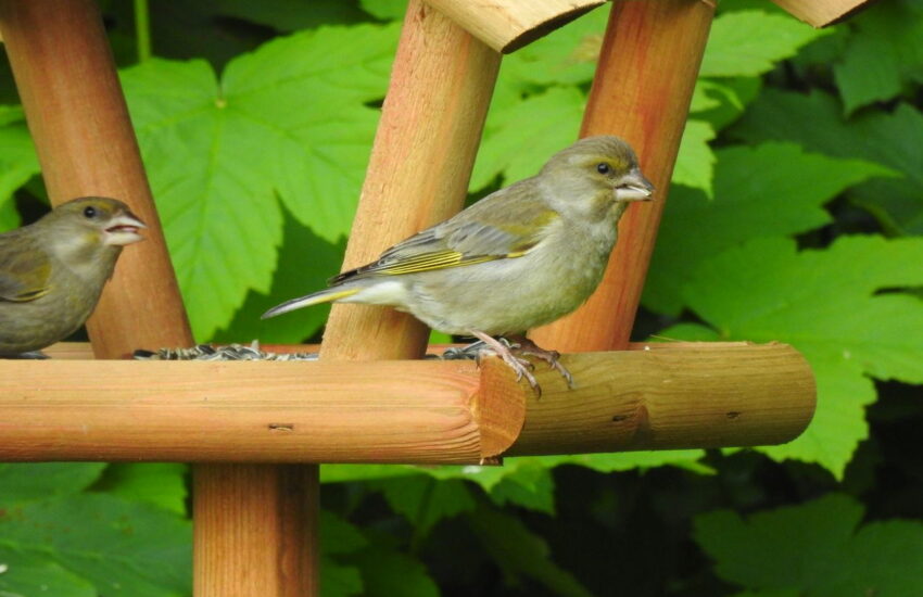 Wissenswertes Vögel im Garten