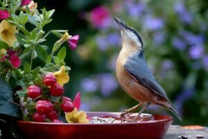 Wie bekomme ich Vögel in den Garten