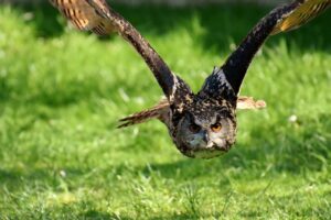 Beschreibung und Klassifizierung von Wildvögeln
