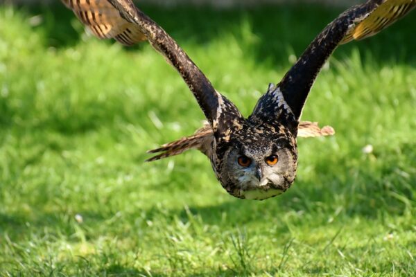 Uhu, Eule und Kauz sind auch Wildvögel Wildvögel Beschreibung und Klassifizierung