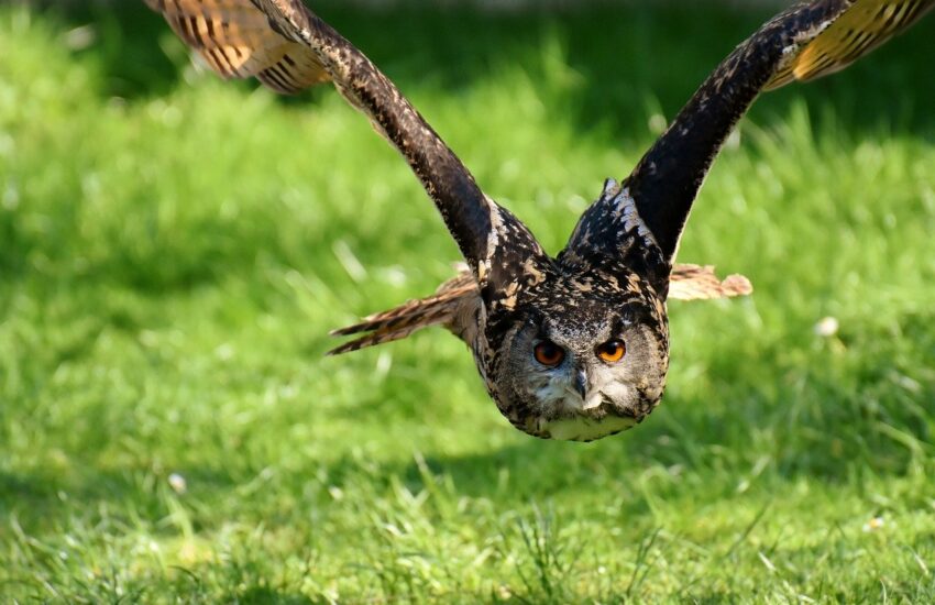 Beschreibung und Klassifizierung von Wildvögeln