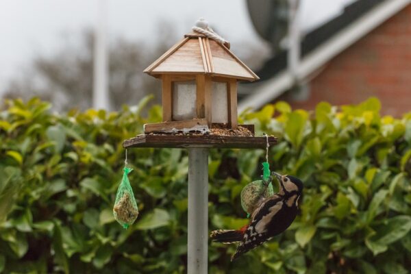 Wildvögel füttern am Futterhaus
