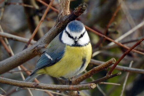 Blaumeise - Parus caeruleus