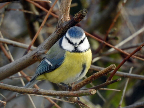 Blaumeise - Parus caeruleus gehört auch zu den Meisen