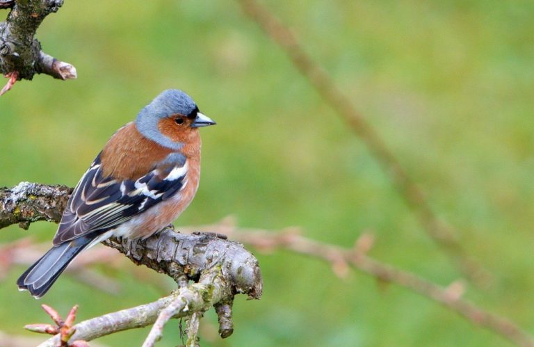 Vogel Mit Roter Brust Singv gel Mit Rotem Bauch In Deutschland vogel-mit-roter-brust-singv-gel-mit-rotem-bauch-in-deutschland