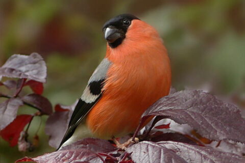Gimpel oder Dompfaff - Pyrrhula pyrrhula Vogel mit roter Brust