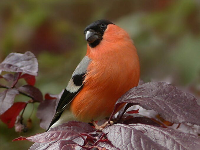 Vogel mit roter Brust Singvögel mit