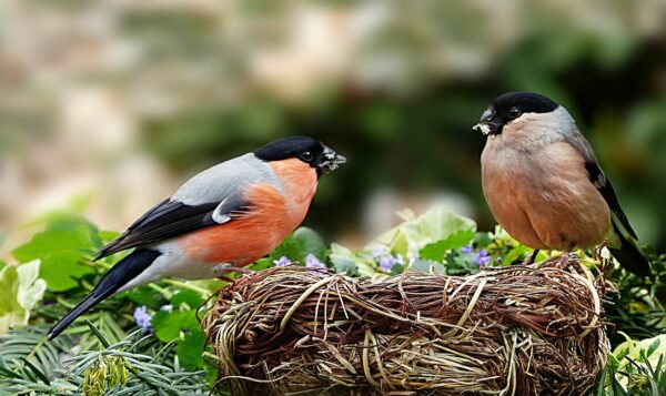 Dompfaff Gimpel Männchen und Weibchen auf dem Nest