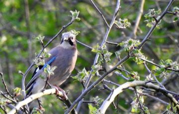 Eichelhäher - Garrulus glandarius