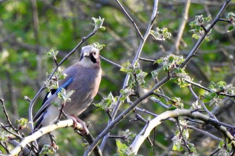 Eichelhäher - Garrulus glandarius