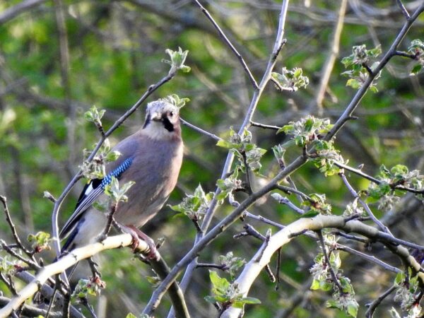 Eichelhäher - Garrulus glandarius