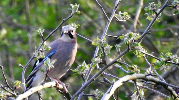 Eichelhäher - Garrulus glandarius
