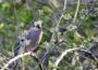 Eichelhäher - Garrulus glandarius