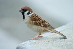 Feldsperling - Passer montanus