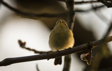 Fitis im Baum sitzend