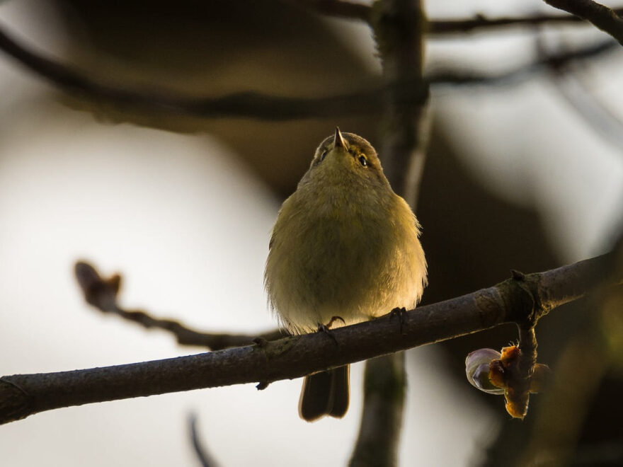 Fitis im Baum sitzend