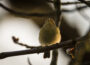Fitis im Baum sitzend