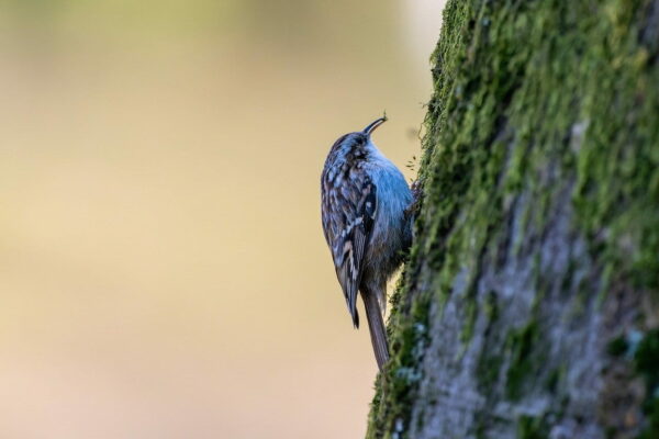 Gartenbaumläufer auf Futtersuche am Baum