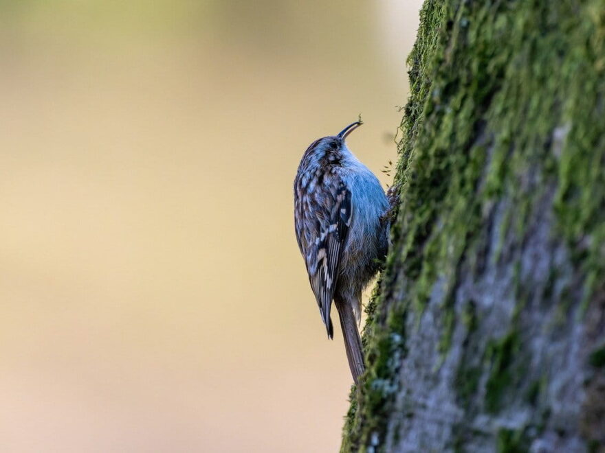 Gartenbaumläufer auf Futtersuche am Baum