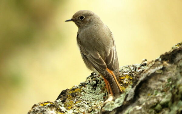Aussehen und Merkmale des Gartenrotschwanz Gartenrotschwanz - Phoenicurus phoenicurus