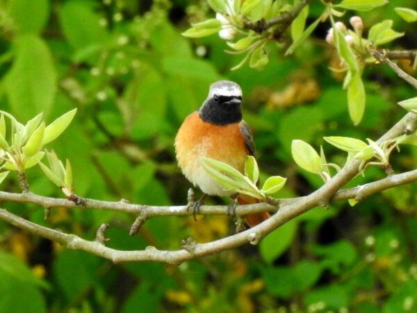Gartenrotschwanz - Phoenicurus phoenicurus ist ein Vogel mit roter Brust