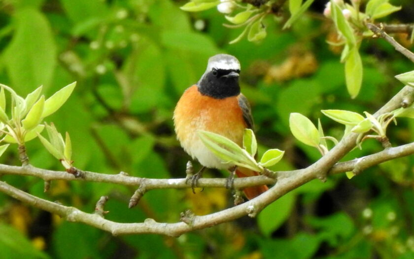 Gartenrotschwanz - Phoenicurus phoenicurus ist ein Vogel mit roter Brust