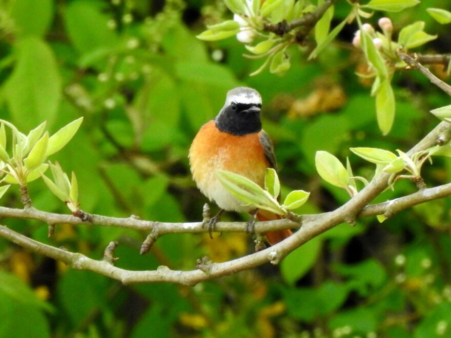 Gartenrotschwanz - Phoenicurus phoenicurus ist ein Vogel mit roter Brust